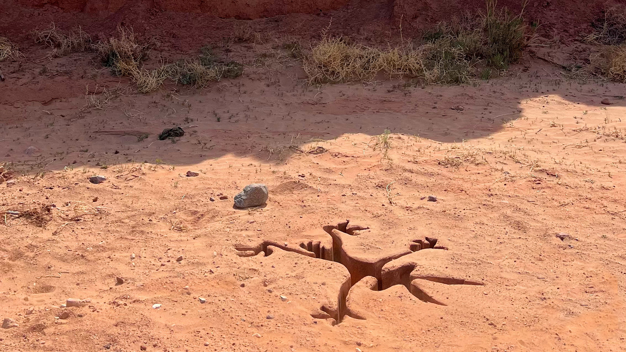 Coyote vs. Acme